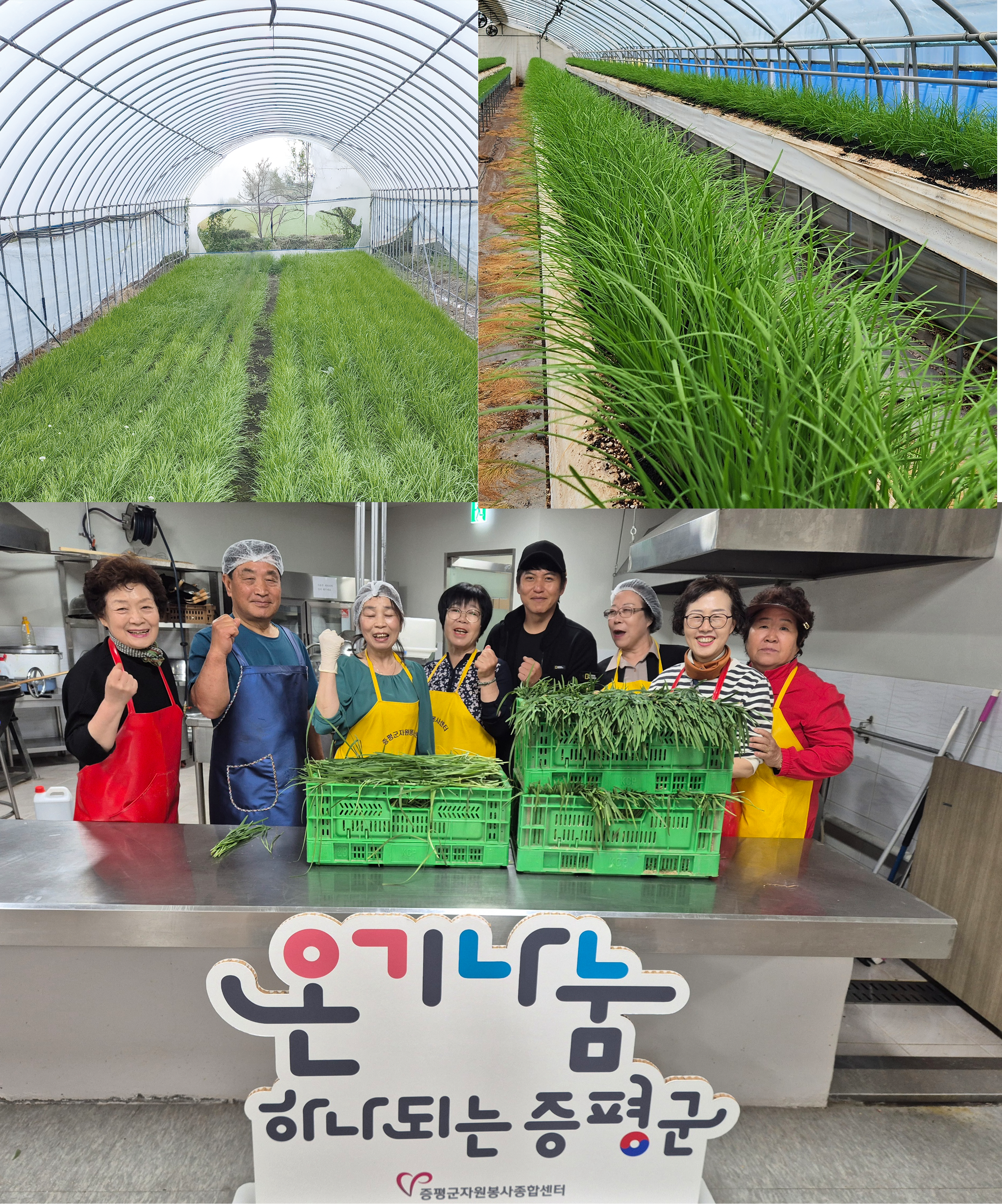 초록 빛 딤섬, 증평부추